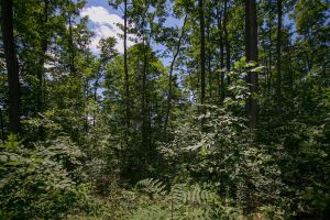 wooded lot 3